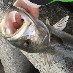 初釣り　初フィッシュ！