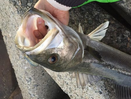 初釣り　初フィッシュ！