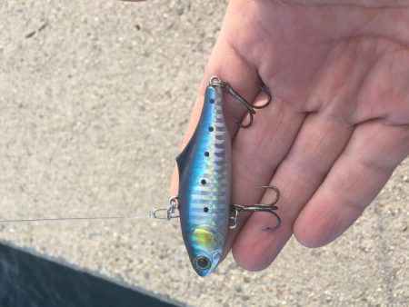 新居浜菊本護岸にてルアー釣り