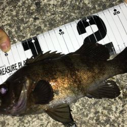 メバリングの時期　和歌山の冬　2017メバリング冬の投稿まとめ！