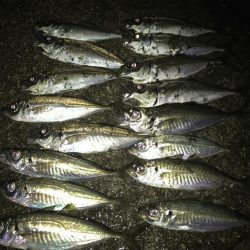 ゴールデンウィーク（GW）2018　淡路島でオススメの釣り