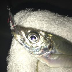 夜練アジ！