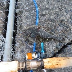 新年初釣りは不発