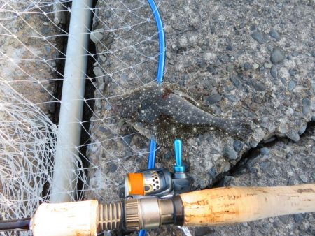 新年初釣りは不発