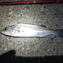 かもめ大橋＆フェリーターミナル