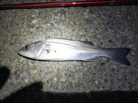 かもめ大橋＆フェリーターミナル