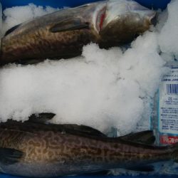 第二美丸　マダラ狙い