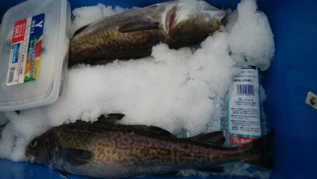 第二美丸　マダラ狙い