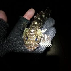 南港かもめ大橋のヘチ釣り（寒さに負けずにやってますｗ）