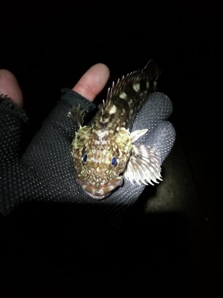 南港かもめ大橋のヘチ釣り（寒さに負けずにやってますｗ）