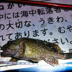 懲りずにヘチ釣りへ(フェリーターミナル)