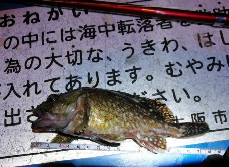 懲りずにヘチ釣りへ(フェリーターミナル)