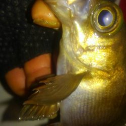 またしても爆風