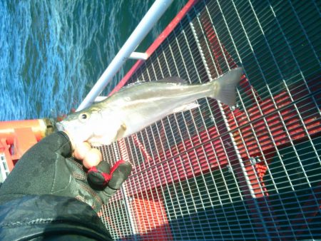 尼崎市立魚つり公園で