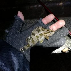 爆風のヘチ釣りin大阪フェリーターミナル(笑)