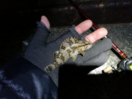 爆風のヘチ釣りin大阪フェリーターミナル(笑)