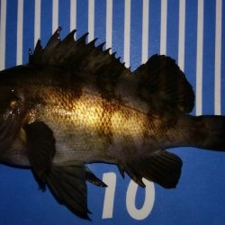 爆風メバリング