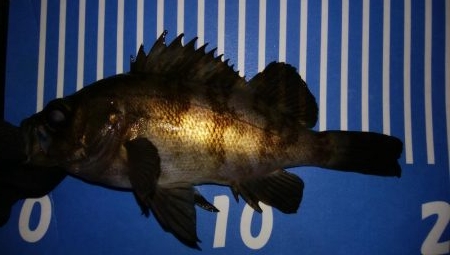 爆風メバリング