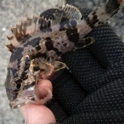 ヘチ釣りin南港海釣り公園　～久々の南港釣り公園