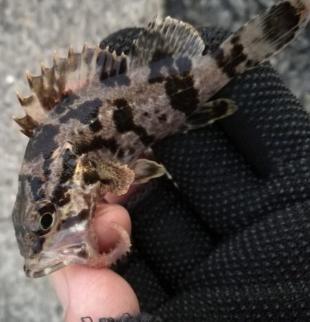 ヘチ釣りin南港海釣り公園　～久々の南港釣り公園