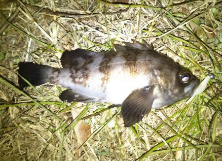 雪後初のライトゲーム