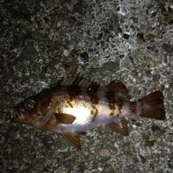 ライトゲームランガン