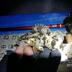 ヘチ釣りinかもめ大橋～寒さ緩んだかもめ大橋釣行