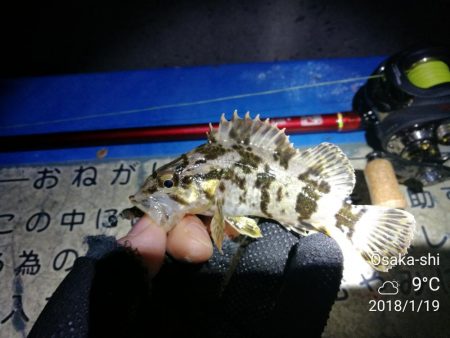 ヘチ釣りinかもめ大橋～寒さ緩んだかもめ大…