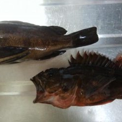 コンディションいいのに！