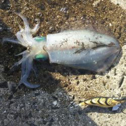 アオリイカエギング