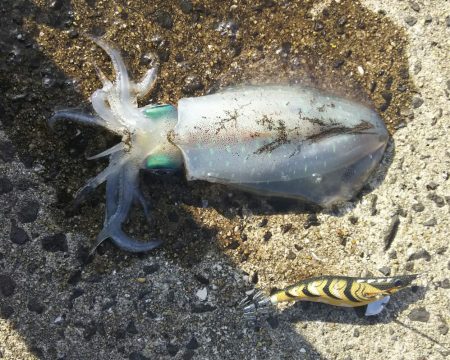 アオリイカエギング