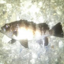 激渋メバリング