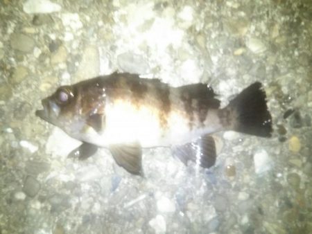 激渋メバリング