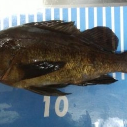 激渋メバリング！