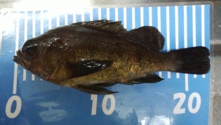 激渋メバリング！