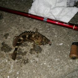 ヘチ釣りinかもめ大橋(風無し、でも極寒のカモメ釣行)