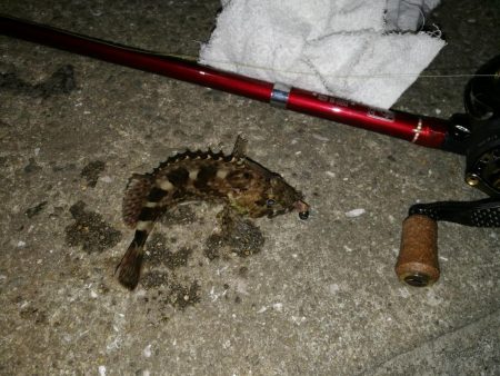 ヘチ釣りinかもめ大橋(風無し、でも極寒のカモメ釣行)