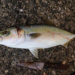 初物ハマちゃん