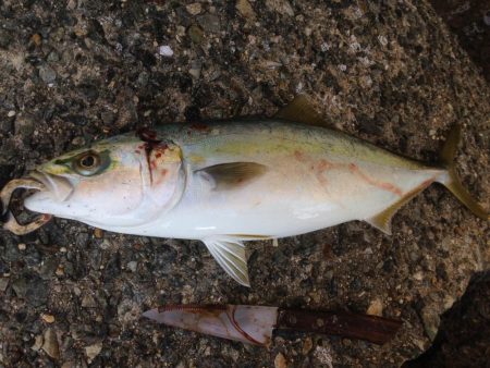 初物ハマちゃん