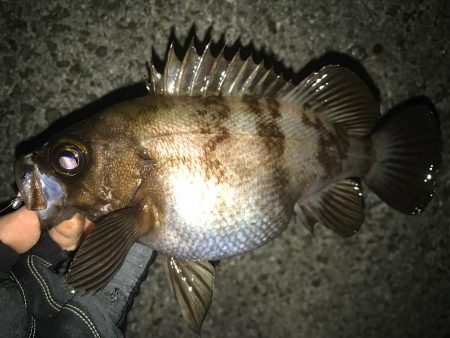 深夜のメバリング