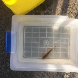 ふれーゆ裏の釣り場へ行ってきました。