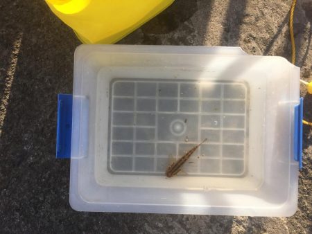 ふれーゆ裏の釣り場へ行ってきました。