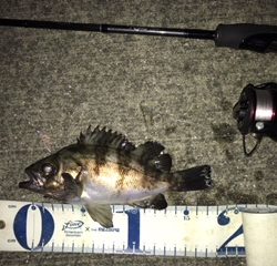 凪のメバリング釣行