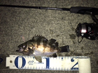 凪のメバリング釣行