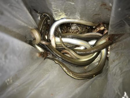 ちび穴子ばっかり