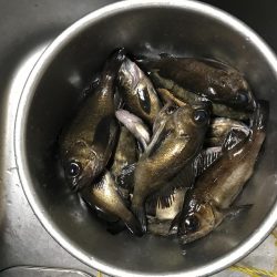 今年初のメバル爆釣♪