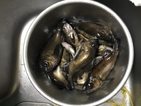 今年初のメバル爆釣♪
