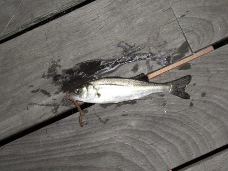 爆風に耐える！