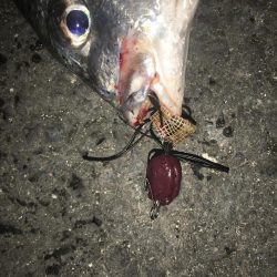 チニングシーズン開幕？