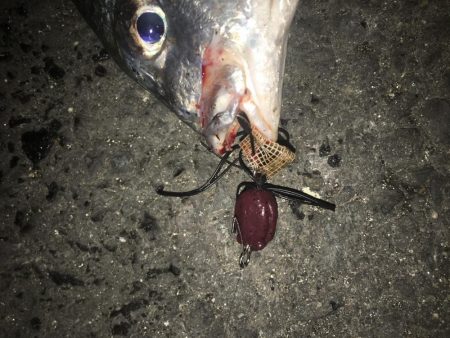 チニングシーズン開幕？